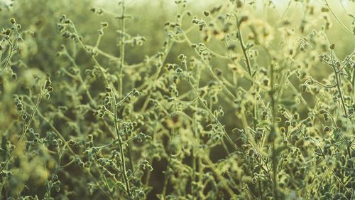 Full frame shot of plants on field