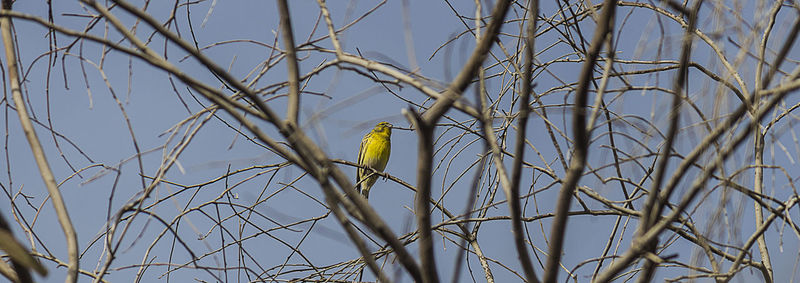 Low angle view of bird perching on branch