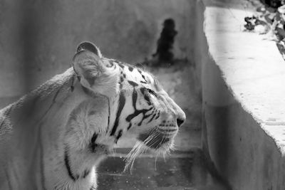 Close-up of a cat drinking water