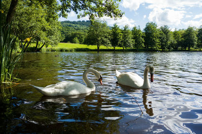 Swan swimming in lake against trees