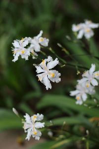 Close-up of white flowers