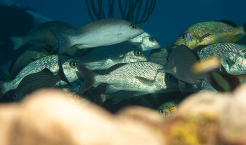 Close-up of fish swimming in sea