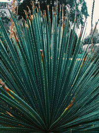 Full frame shot of palm tree