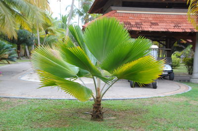 Plants growing on tree