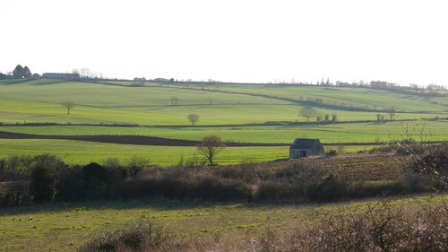 Scenic view of agricultural field against clear sky