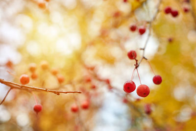 Close-up of berries growing on tree