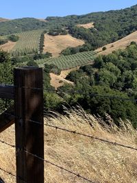 Turnout on the hills outside petaluma borders on the way to bodega bay. 