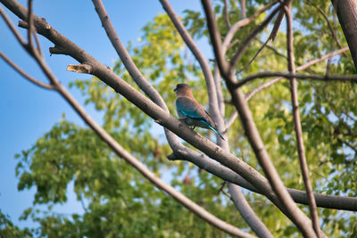Bird perching on a tree