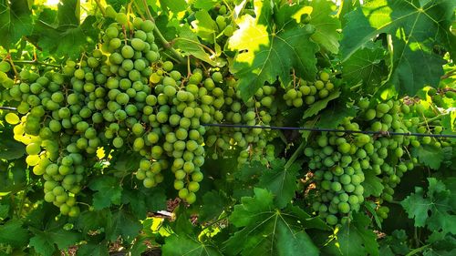 Grapes growing in vineyard