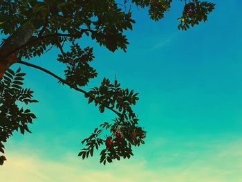 Low angle view of tree against sky