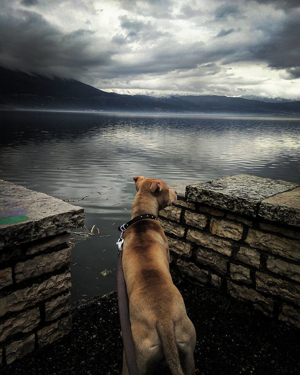 DOG STANDING ON SHORE AGAINST SKY