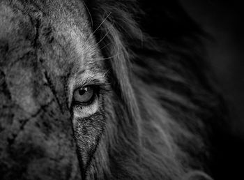 Close-up portrait of lion