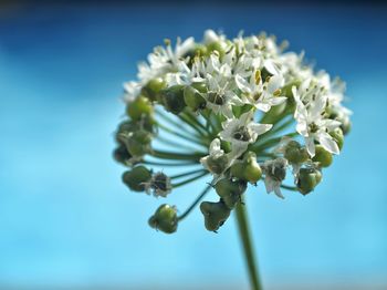 Close-up of white flowers against blue backdrop