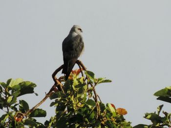 Low angle view of owl perching on tree against clear sky