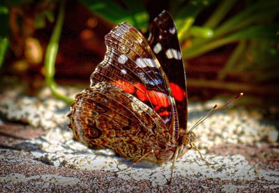 Close-up of butterfly on leaf