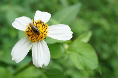 Close-up of insect on white flower