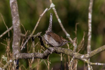 Close-up of bird perching on branch