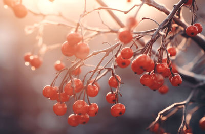 Branches of viburnum with bright juicy red clusters of berries at winter sunset time