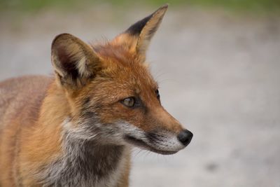Close-up of a fox looking away