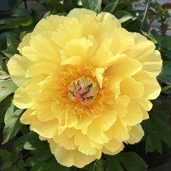 Close-up of yellow rose