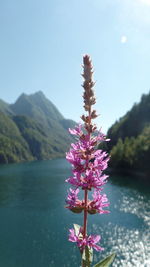 Close-up of pink flowers in sea
