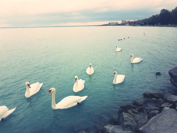 Swans swimming in lake against sky