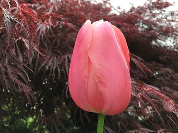 Close-up of pink flower blooming outdoors