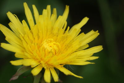 Close-up of bee on yellow flower