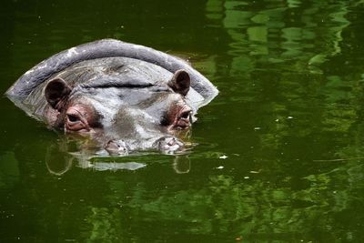 Close-up of hippo swimming in lake