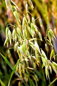 Close-up of fresh green plant