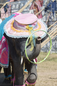 Elephant with hat and plastic hoop on field
