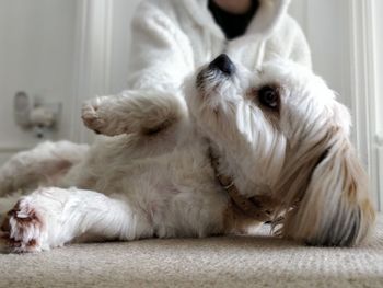 Dog relaxing on bed at home