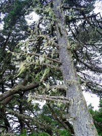 Low angle view of trees growing in forest