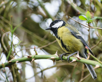 Close-up of bird perching on branch