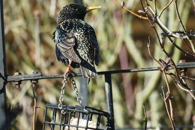 Close-up of bird perching on fence