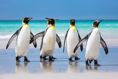 Penguins on shore at beach