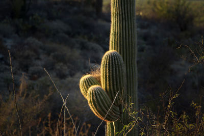 Beautiful saguaro cactus closeup, illuminated by sun