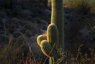 Close-up of cactus