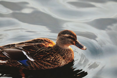 Duck swimming in a lake