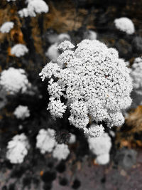 Close-up of frozen tree during winter