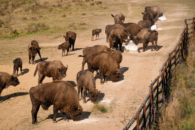 Bisons feeding in reservation