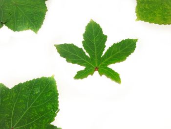 High angle view of leaves against white background