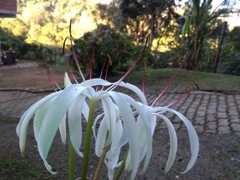 Close-up of white flower growing on field