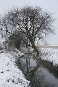 Bare trees on snow covered landscape