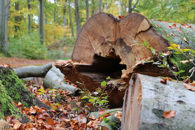 Close-up of log on tree trunk in forest during autumn