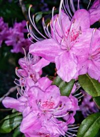 Close-up of pink flowers