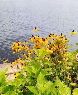 High angle view of yellow flowers blooming by sea