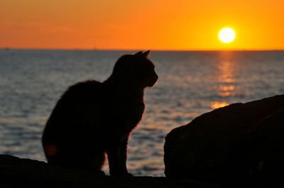 Silhouette cat on beach against sky during sunset