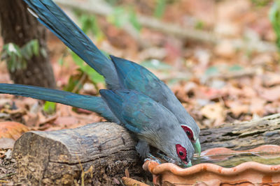 Beautiful family of green billed malkoha  great of cuckoo bird drinking water on tub