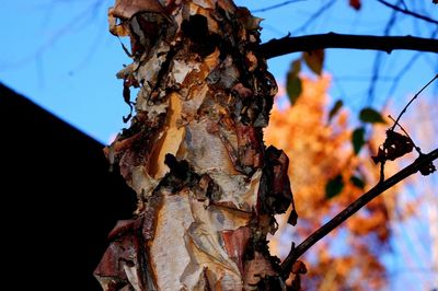 Low angle view of tree